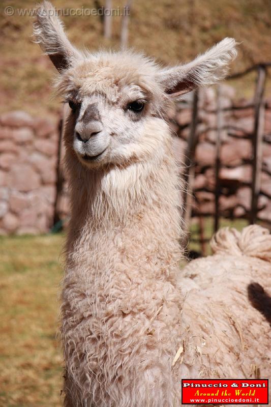 PERU - Lama - 3.jpg